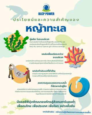 ประโยชน์และความสำคัญของหญ้าทะเล