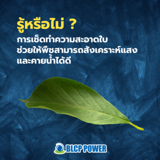 รู้หรือไม่ !? การช่วยพืชทำความสะอาดใบ จะช่วยให้พืชสามารถสังเคราะห์แสง และคายน้ำได้ดี 