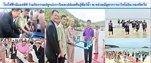 โรงไฟฟ้าบีแอลซีพี-ร่วมกิจกรรมปลูกปะการังและปล่อยพันธุ์สัตว์น้ำ-ณ-หน่วยบัญชาการนาวิกโยธิน-กองทัพเรือ