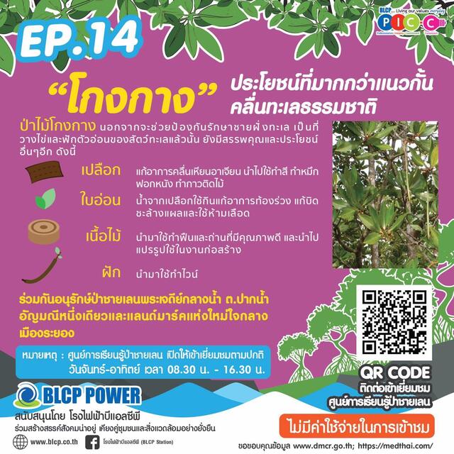 รอบรู้เรื่องป่าชายเลน