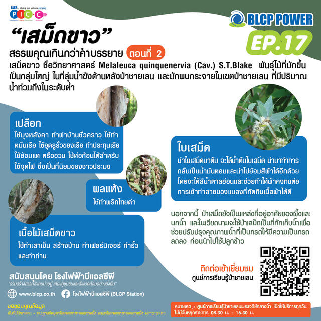 รอบรู้เรื่องป่าชายเลน