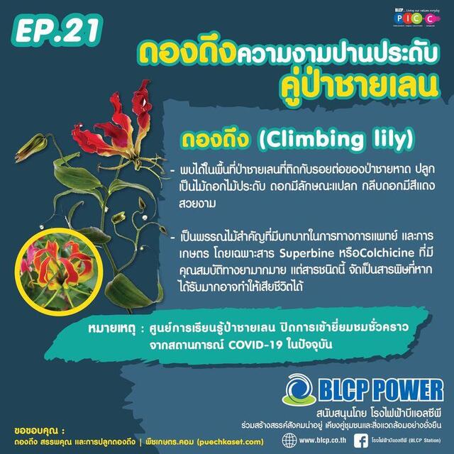 รอบรู้เรื่องป่าชายเลน