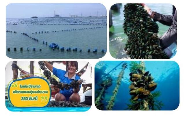 โครงการฟาร์มเพาะพันธุ์หอยแมลงภู่