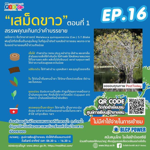 รอบรู้เรื่องป่าชายเลน