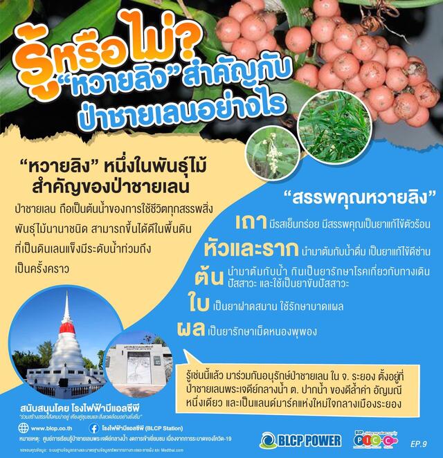 รอบรู้เรื่องป่าชายเลน