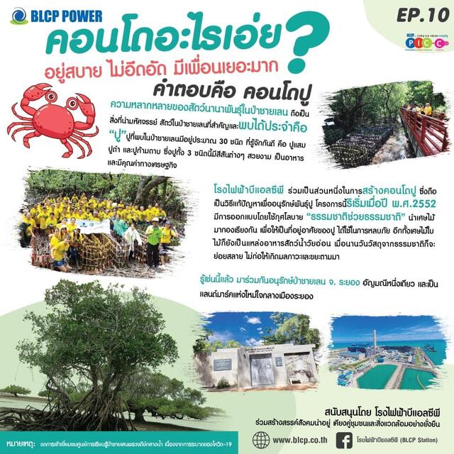 รอบรู้เรื่องป่าชายเลน