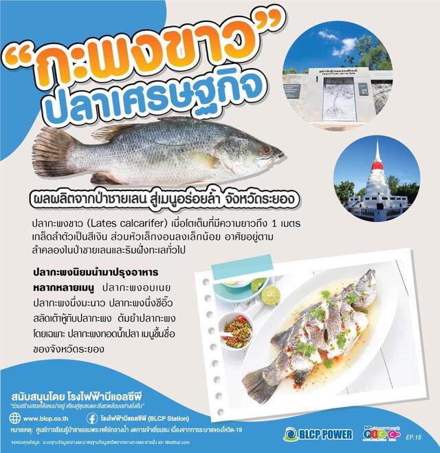 รอบรู้เรื่องป่าชายเลน